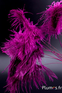 Panicule autruche - 35-40 cm - fuchsia-gris naturel